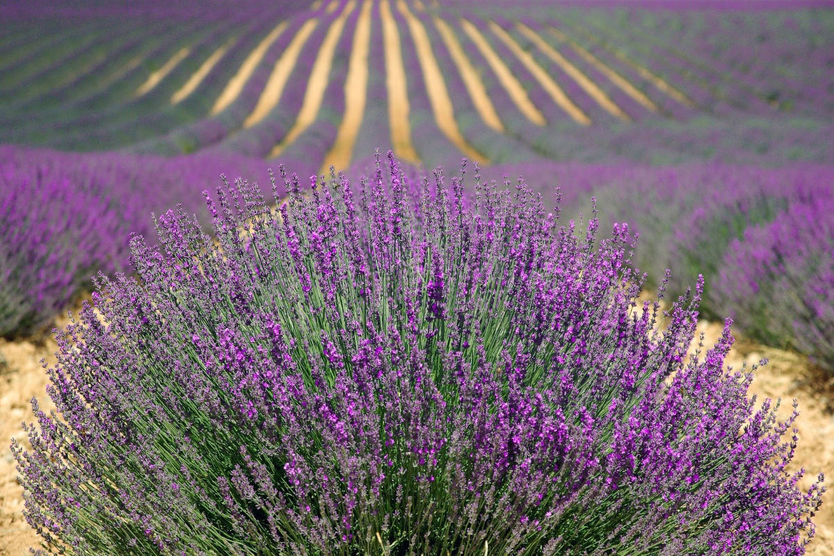 Provence intérieure